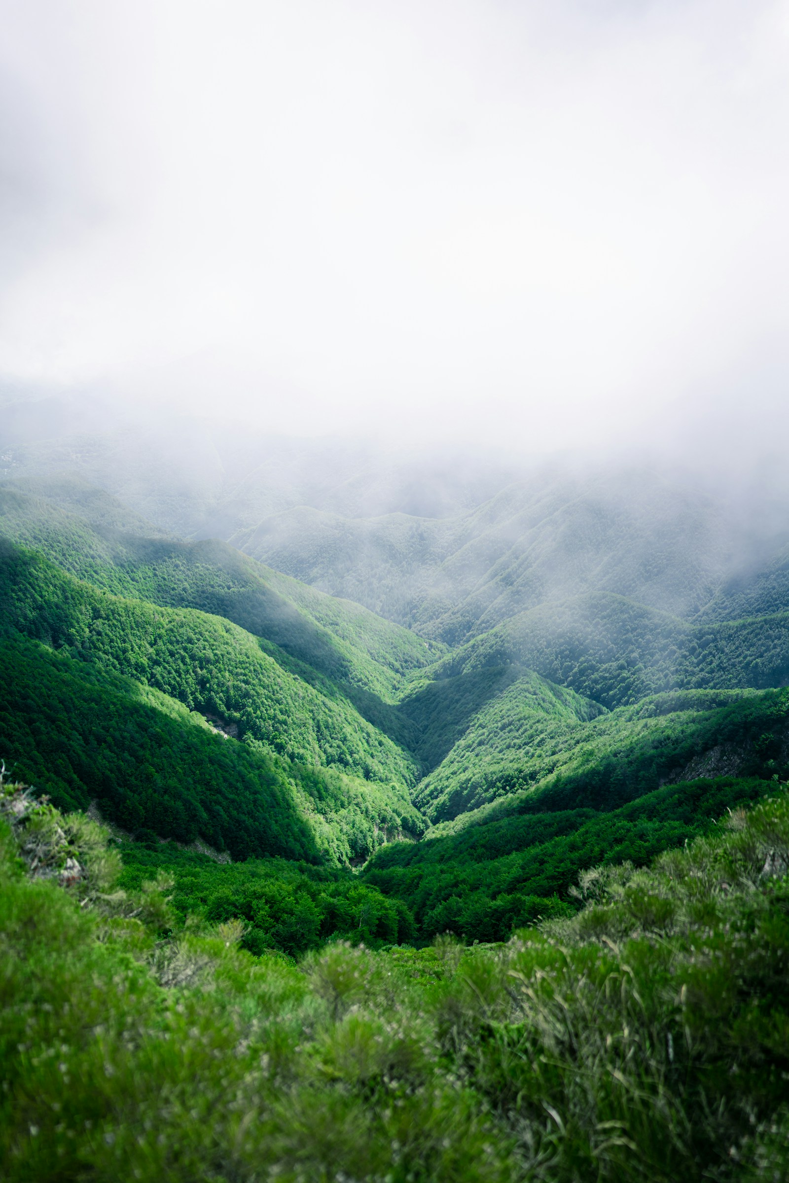 A misty green mountain valley opens between forested ridges